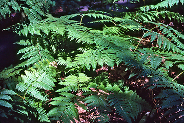 Image showing Fern