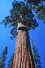 Image showing Sequoia Tree