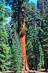 Image showing Sequoia Tree