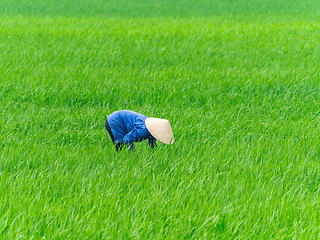 Image showing Female Vietnamese farmer at a rice field