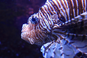 Image showing lionfish in the sea water