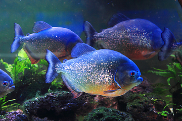 Image showing big piranha fish