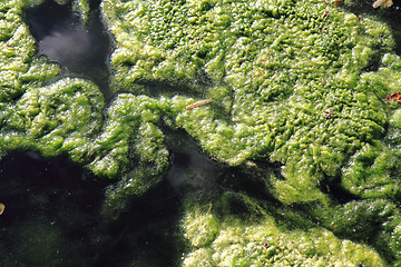 Image showing green water alga