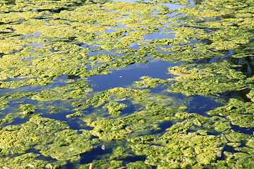 Image showing green water alga