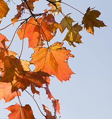 Image showing red maple foliage