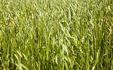 Image showing green oats on the field