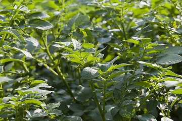 Image showing field potatoes