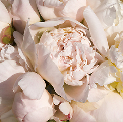 Image showing flower of cream peonies