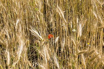 Image showing agricultural fields with poppies