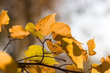 Image showing bright foliage of trees