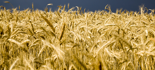 Image showing summer agricultural field