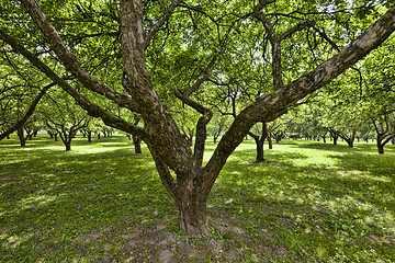 Image showing trees and plants