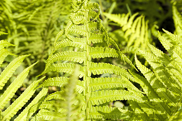 Image showing green fern