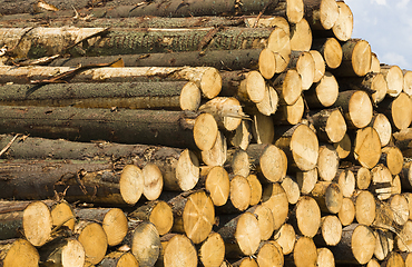 Image showing preparation of pine logs