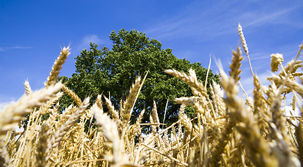 Image showing lonely oak growing in a field