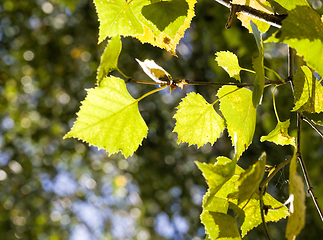 Image showing deciduous trees in the autumn