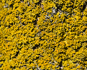 Image showing yellow lichen