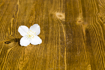 Image showing white beautiful Jasmine flower