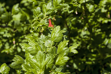 Image showing beautiful green currant