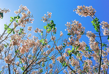 Image showing Blooming trees against the blue sky