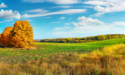 Image showing Autumn field at sunny day