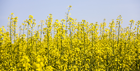 Image showing yellow rapeseed flowers