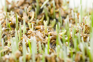 Image showing real organic green wheat