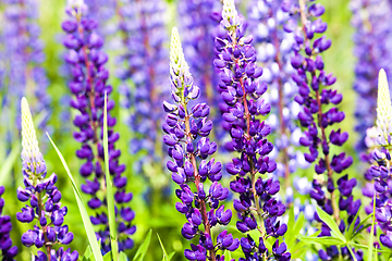 Image showing blue lupine