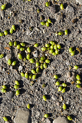 Image showing ground wilted fruit