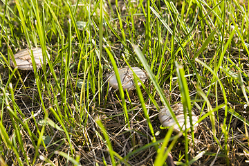 Image showing dangerous mushrooms