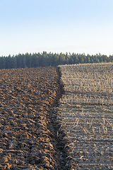 Image showing arable land, wheat harvest