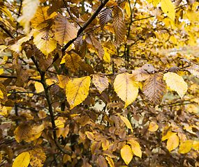 Image showing multicolored beautiful foliage