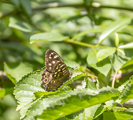 Image showing Speckled wood butterfly