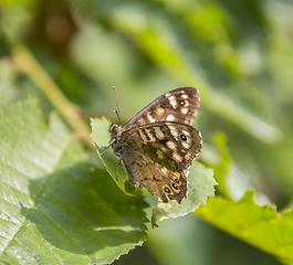 Image showing Speckled wood butterfly