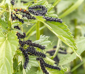 Image showing Peacock butterfly caterpillars