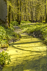 Image showing idyllic forest scenery with tarn