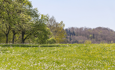 Image showing sunny woodside scenery