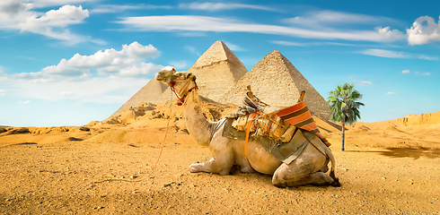 Image showing Camel and the Pyramids