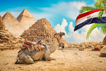 Image showing Camel near pyramids