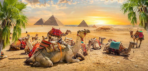 Image showing Camels near pyramids