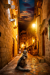 Image showing Cat in Kotor