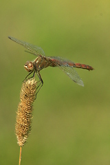 Image showing dragonfly sitting on the plant