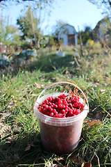 Image showing ripe schisandra in the bucket on the path