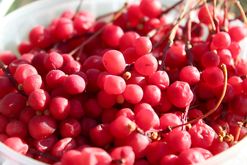 Image showing harvest of red schizandra