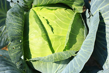 Image showing big head of green cabbage