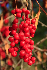 Image showing big branches of schisandra 