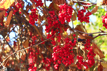 Image showing big branches of schisandra 