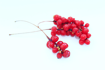 Image showing branch of red ripe schisandra isolated