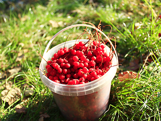Image showing ripe schisandra in the bucket on the grass
