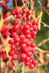 Image showing big branches of schisandra 